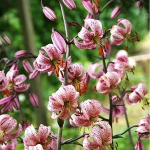 Pink speckled lilies with recurved petals
