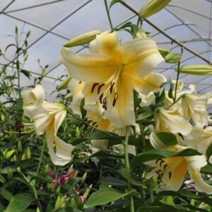 A close up of some yellow flowers in a greenhouse