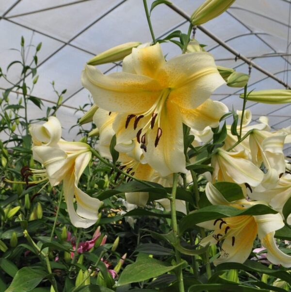 A close up of some yellow flowers in a greenhouse