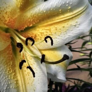 Yellow white lily with black smiley face