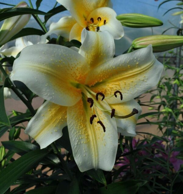 Yellow-centered white lily with dewy petals