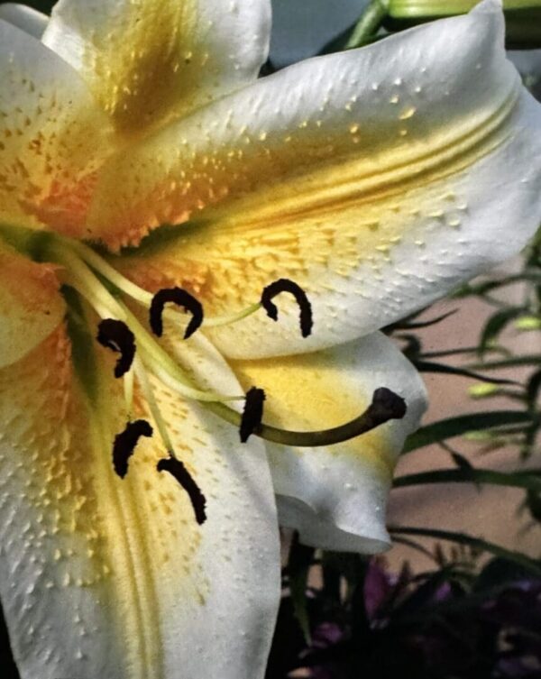 Yellow white lily with black smiley face
