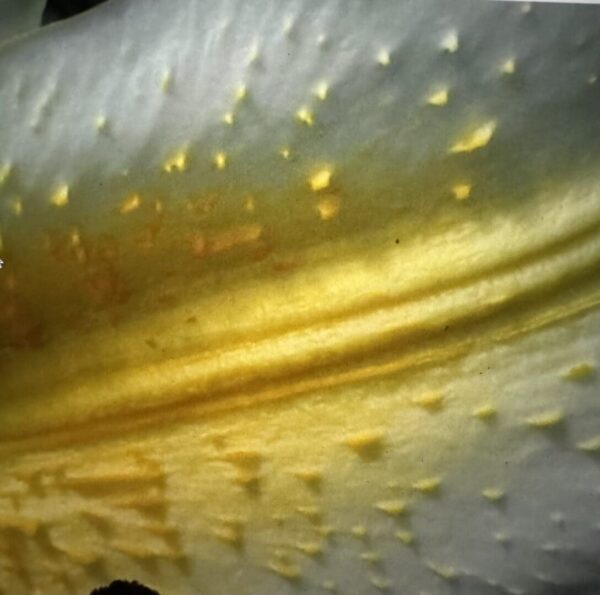 A close up of the yellow and white fabric