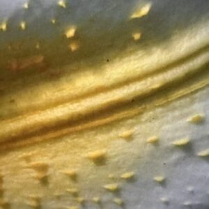 A close up of the metal surface with yellow paint.