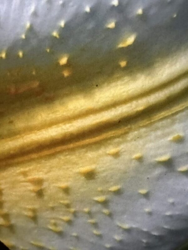 A close up of the metal surface with yellow paint.