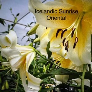 A close up of some flowers with the words " icelandic sunrise oriental ".
