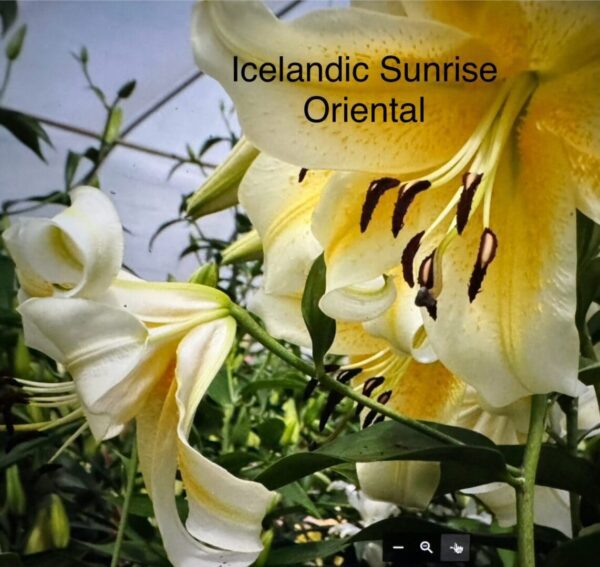 A close up of some flowers with the words " icelandic sunrise oriental ".