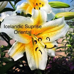 A close up of some flowers with the words icelandic suprise oriental written on them.