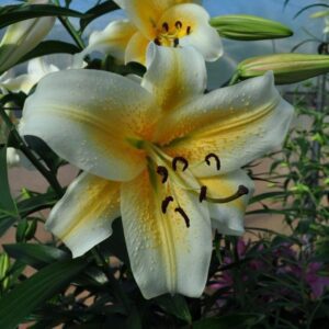 Close-up white lily with yellow center