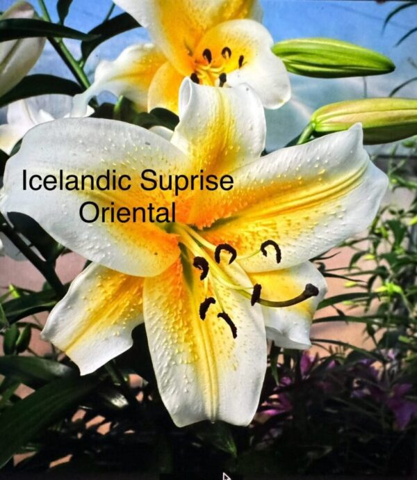A close up of some flowers with the words icelandic suprise oriental written on them.