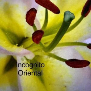 A close up of the inside of an oriental lily.