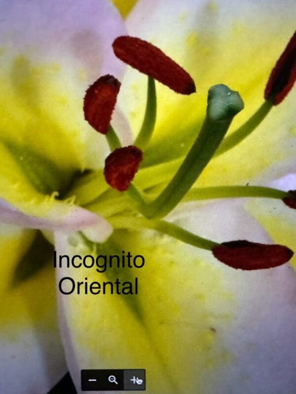 A close up of the inside of an oriental lily.