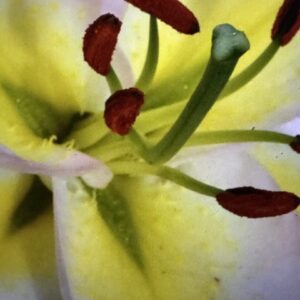 A close up of the petals and stems on a flower.