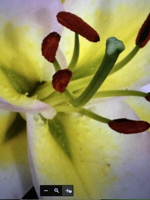 A close up of the petals and stems on a flower.