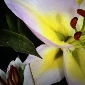 A close up of the flower with yellow and red petals.