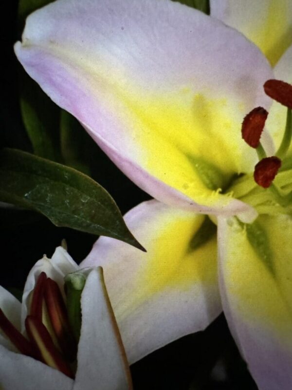 A close up of the flower with yellow and red petals.