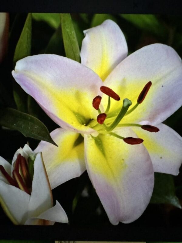A close up of the flower with yellow and white petals.