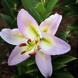 Close-up pale pink lily with orange stamens