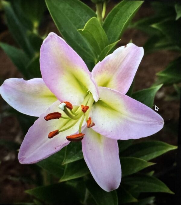 Close-up pale pink lily with orange stamens