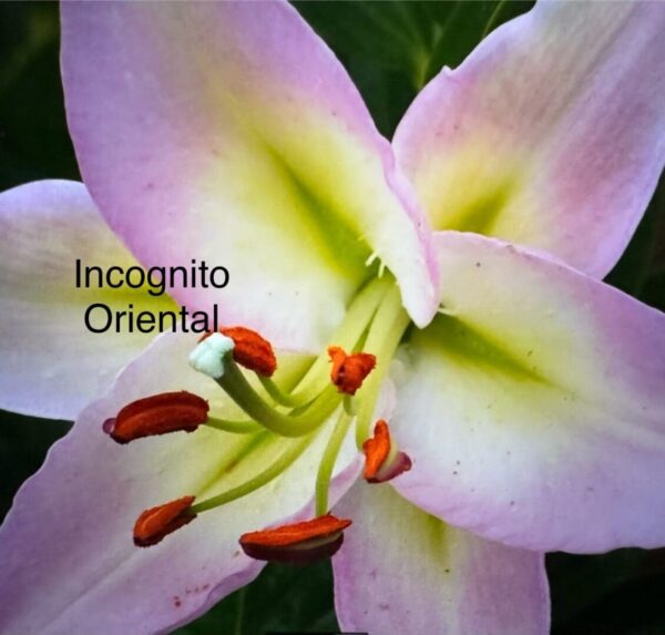 Incognito Oriental pink lily close-up