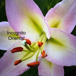 Pink oriental lily close-up with orange stamens