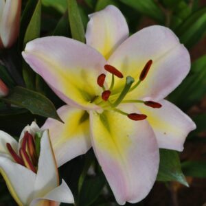 A close up of the flower of a lily