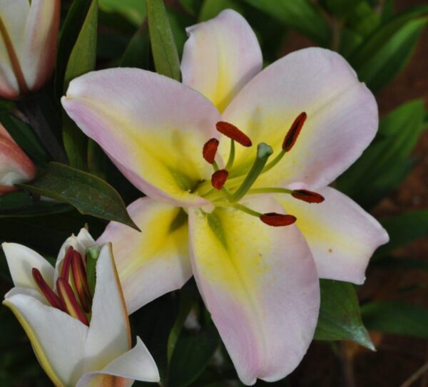 A close up of the flower of a lily