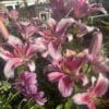 Pink Marriot lilies in garden.