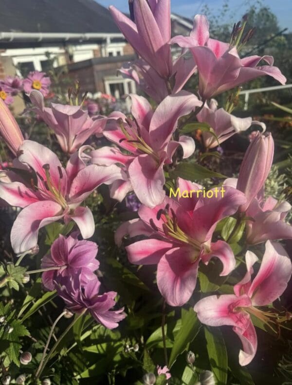 Pink Marriot lilies in garden.