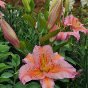 A pink flower with green leaves in the background.