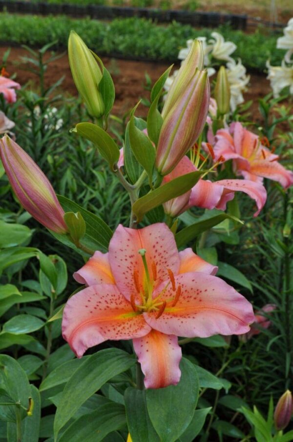 A pink flower with green leaves in the background.