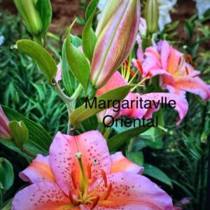 A close up of some pink flowers with green leaves