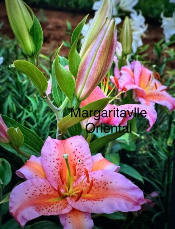 A close up of some pink flowers with green leaves
