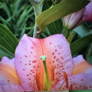 A close up of the flower with green leaves in the background.