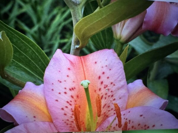 A close up of the flower with green leaves in the background.