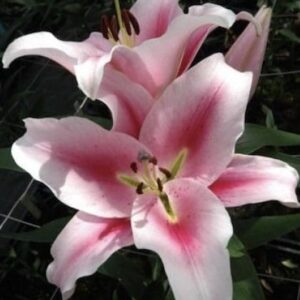 Single pink lily with white petal edges