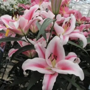 Pink lilies in full bloom.