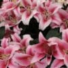 Pink lilies in full bloom.