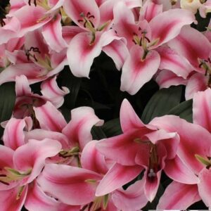 Cluster of pale pink lilies with dark centers