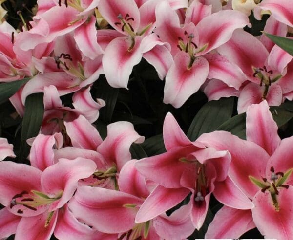 Pink lilies in full bloom.