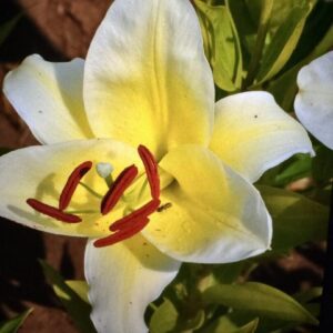 A close up of the flower of a white lily