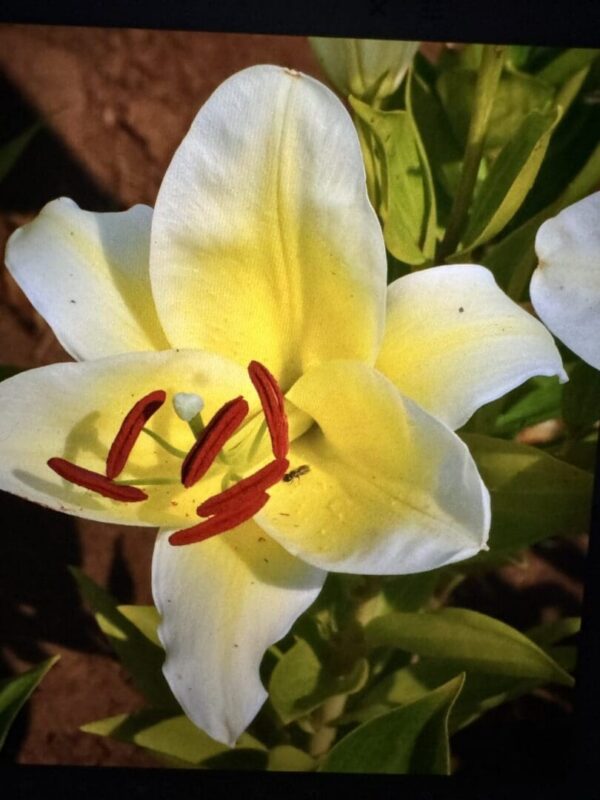 A close up of the flower of a white lily