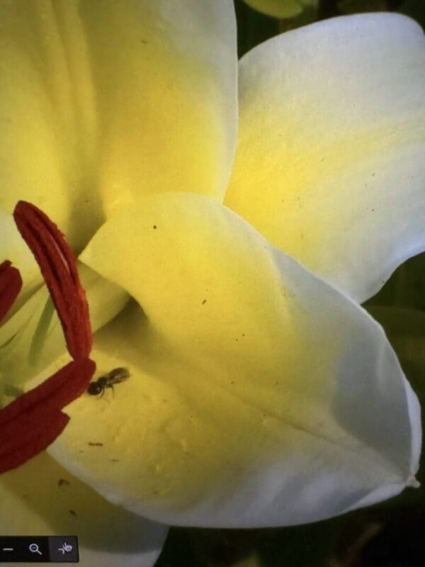 A close up of the flower petals and stigma.
