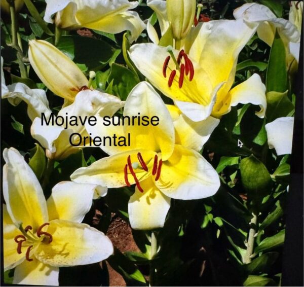 A close up of some yellow flowers with green leaves