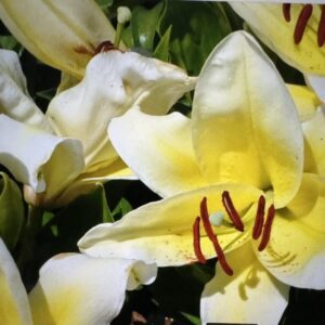 A close up of some yellow flowers with green stems