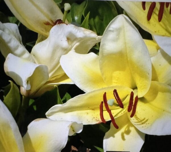 A close up of some yellow flowers with green stems