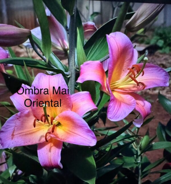 A close up of some flowers with the words ombra mai oriental written on them.