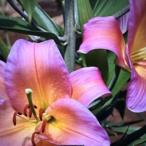 A close up of some purple flowers with green leaves