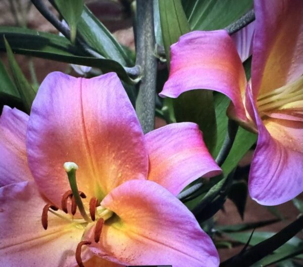 A close up of some purple flowers with green leaves