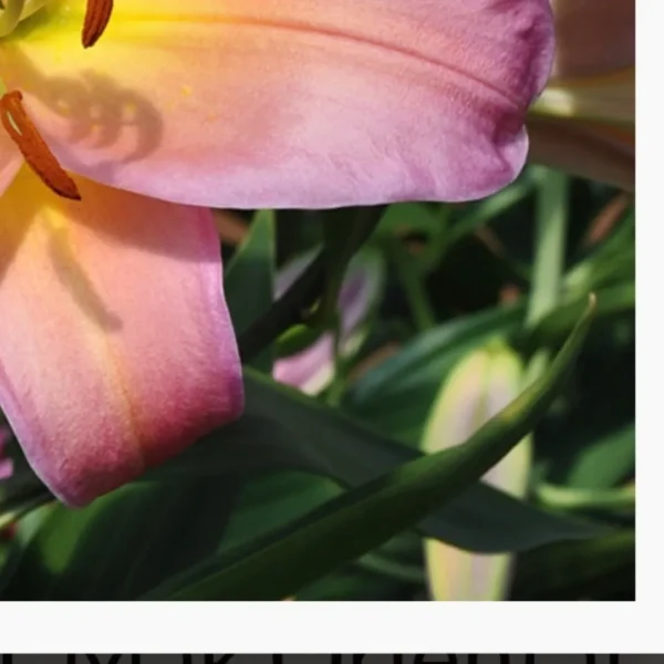 A close up of the flower with green leaves